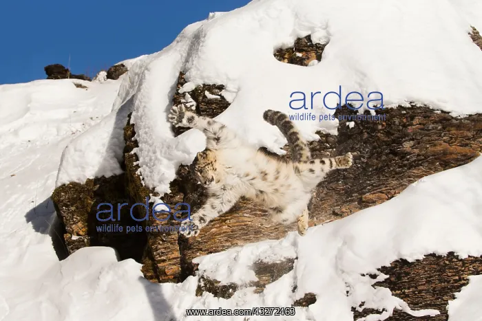 : Snow Leopard (Panthera uncia) adult leaping from : Snow Leopard (Panthera uncia) adult leaping from