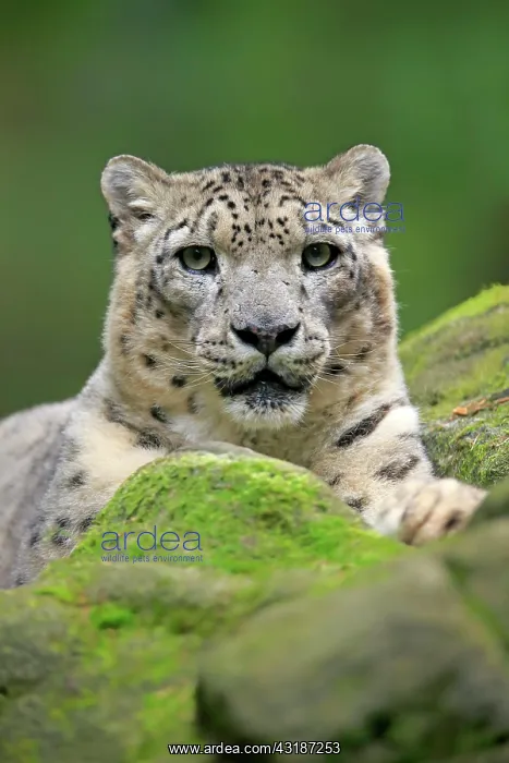 : Snow leopard (Panthera uncia), adult, portrait : Snow leopard (Panthera uncia), adult, portrait
