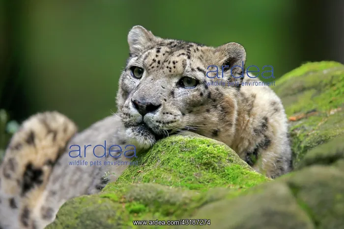 : Snow leopard (Panthera uncia), adult, portrait : Snow leopard (Panthera uncia), adult, portrait