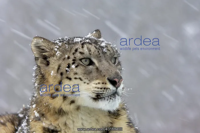 : Snow Leopard (Panthera uncia), adult, portrait : Snow Leopard (Panthera uncia), adult, portrait