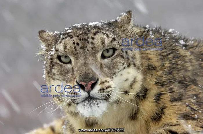 : Snow Leopard (Panthera uncia), adult, portrait : Snow Leopard (Panthera uncia), adult, portrait