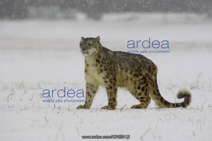 : Snow Leopard (Panthera uncia), adult, standing on : Snow Leopard (Panthera uncia), adult, standing on