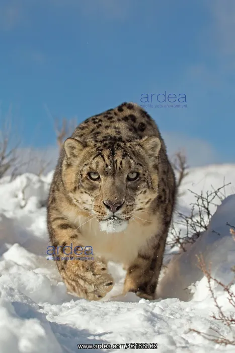: Snow Leopard (Panthera uncia), adult, walking in : Snow Leopard (Panthera uncia), adult, walking in
