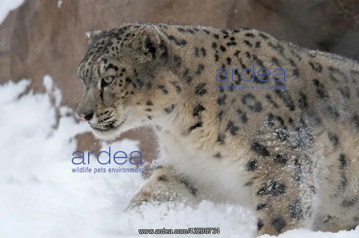 : Snow Leopard (Panthera uncia), adult, walking through : Snow Leopard (Panthera uncia), adult, walking through