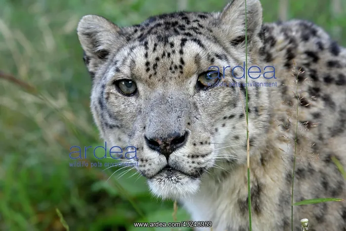 : Snow leopard (Panthera uncia), animal portrait : Snow leopard (Panthera uncia), animal portrait