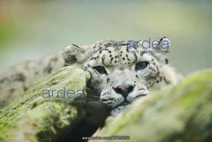 : Snow leopard (Panthera uncia) portrait, captive : Snow leopard (Panthera uncia) portrait, captive