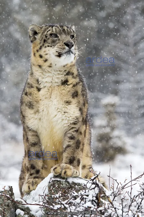 : Snow Leopard (Panthera uncia) in the snow, Mont : Snow Leopard (Panthera uncia) in the snow, Mont