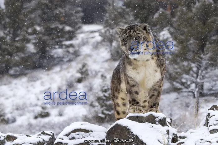  : Snow Leopard (Panthera uncia) standing on rock