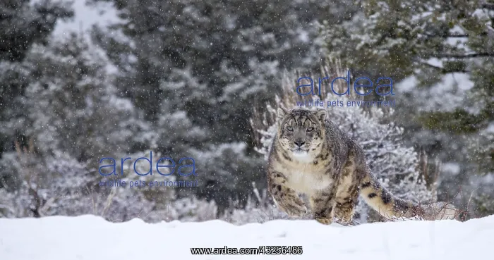 : Snow Leopard (Panthera uncia) standing on rock : Snow Leopard (Panthera uncia) standing on rock