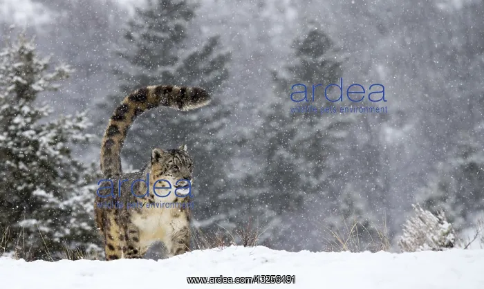 : Snow Leopard (Panthera uncia) standing in the s : Snow Leopard (Panthera uncia) standing in the s
