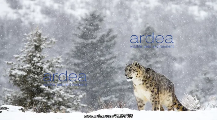 : Snow Leopard (Panthera uncia) standing in the s : Snow Leopard (Panthera uncia) standing in the s