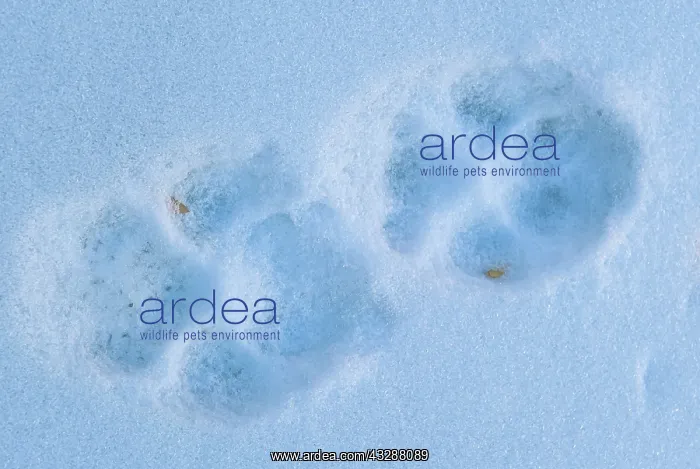 : Snow Leopard pugmarks : Snow Leopard pugmarks