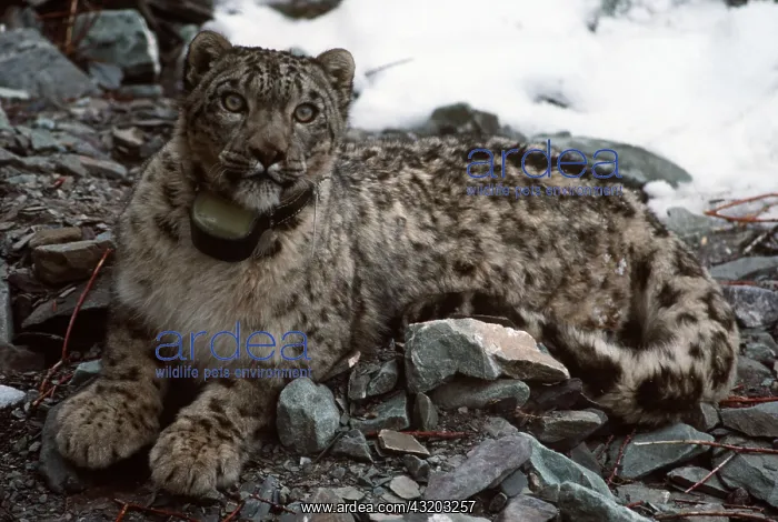 : SNOW LEOPARD - with radio collar : SNOW LEOPARD - with radio collar