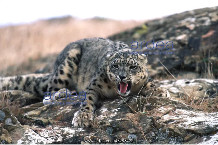 : SNOW LEOPARD - rests mouth open : SNOW LEOPARD - rests mouth open