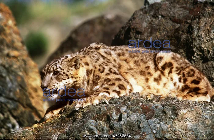 : SNOW LEOPARD - On rocks : SNOW LEOPARD - On rocks
