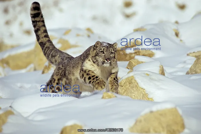 : Snow Leopard - running through snow : Snow Leopard - running through snow