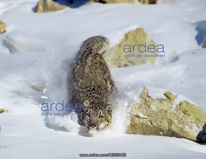 : Snow Leopard - running through snow : Snow Leopard - running through snow