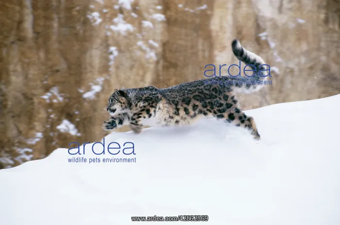 : Snow LEOPARD - running on snow : Snow LEOPARD - running on snow