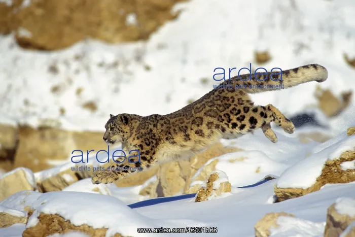 : Snow Leopard - Running through snow with rocks behind : Snow Leopard - Running through snow with rocks behind