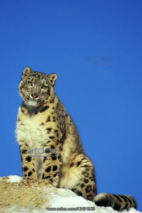 : Snow Leopard - Sitting on snow covered rock against : Snow Leopard - Sitting on snow covered rock against