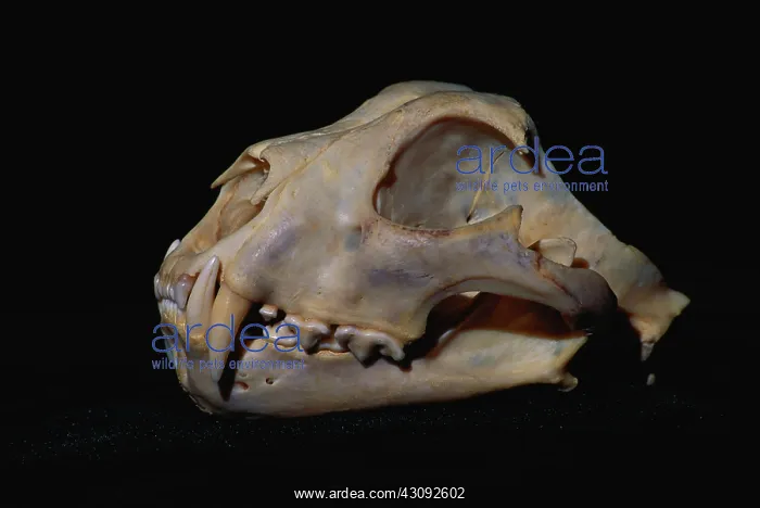 : Snow Leopard skull : Snow Leopard skull