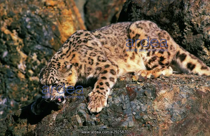 : SNOW LEOPARD - SNARLING : SNOW LEOPARD - SNARLING