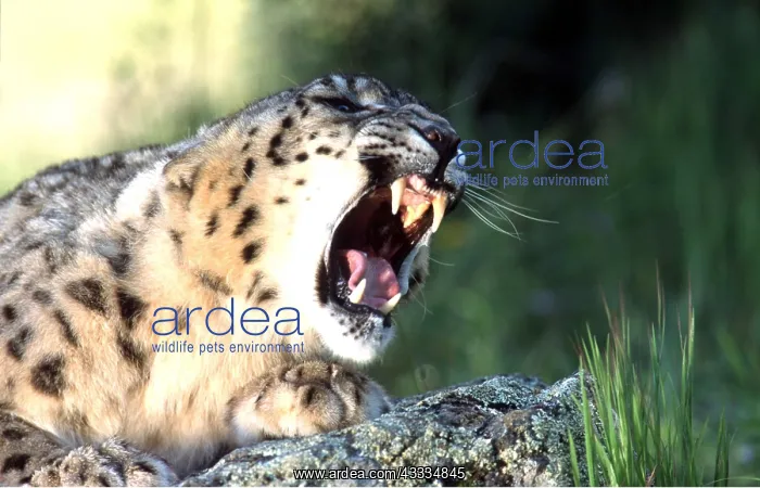 : SNOW LEOPARD - snarling : SNOW LEOPARD - snarling