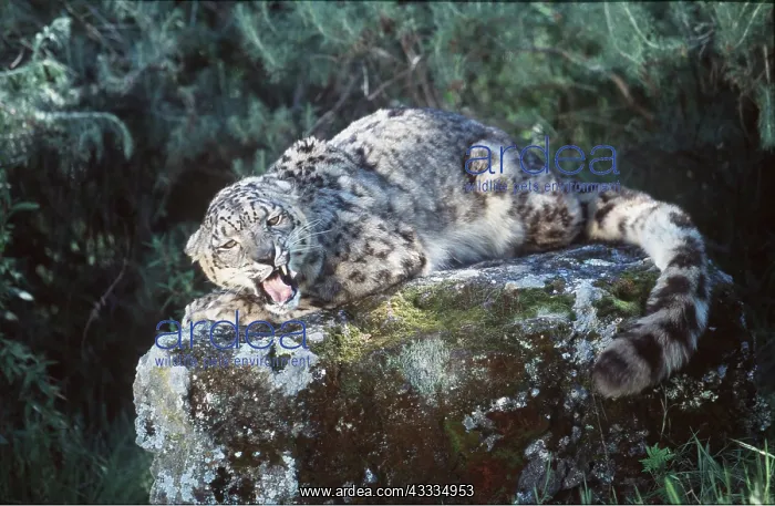 : SNOW LEOPARD - snarling : SNOW LEOPARD - snarling