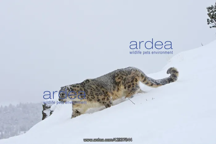 : Snow leopard - in snow : Snow leopard - in snow