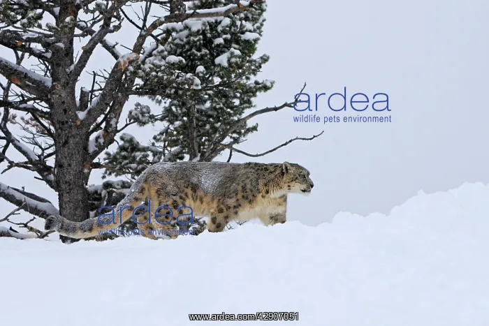 : Snow leopard - in snow : Snow leopard - in snow