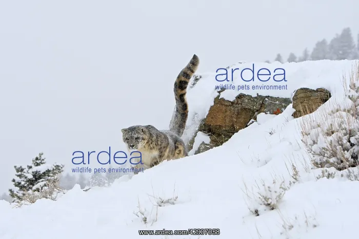 : Snow leopard - in snow : Snow leopard - in snow