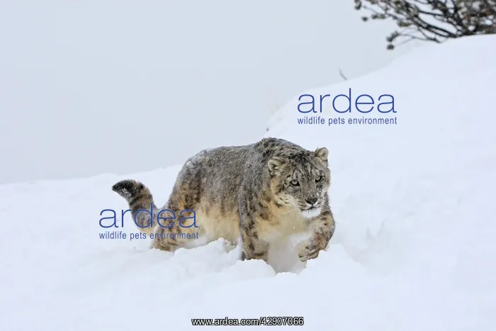 : Snow leopard - in snow : Snow leopard - in snow