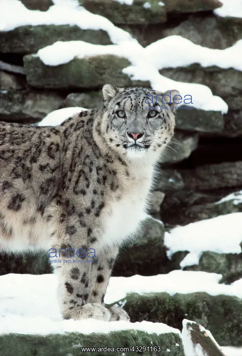 : SNOW LEOPARD - in snow : SNOW LEOPARD - in snow