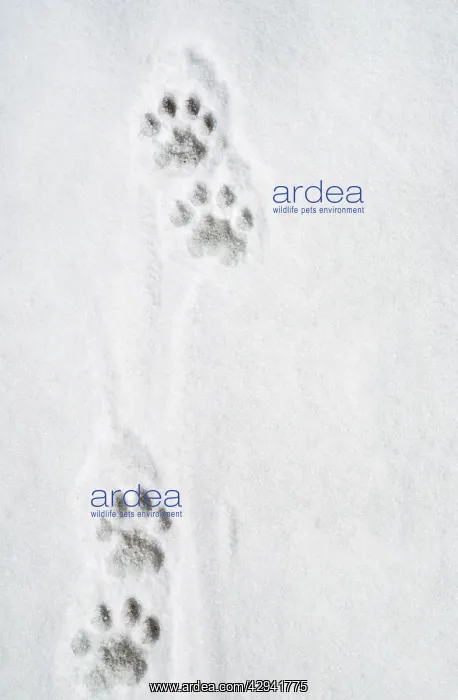 : Snow Leopard Tracks - 12.000 ft : Snow Leopard Tracks - 12.000 ft