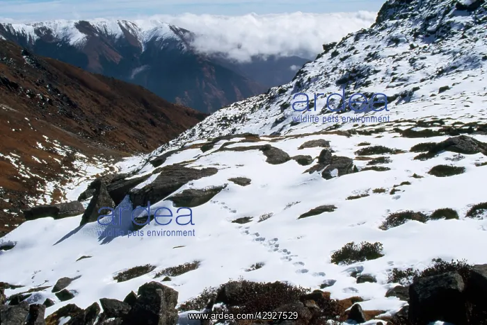 : Snow Leopard Tracks - 4500m altitude : Snow Leopard Tracks - 4500m altitude