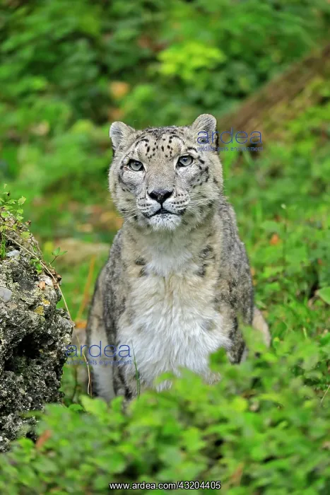 : Snow leopard (Uncia uncia), adult, alert, portrait : Snow leopard (Uncia uncia), adult, alert, portrait