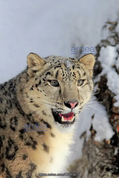 : Snow leopard, (Uncia uncia), adult, captive, in : Snow leopard, (Uncia uncia), adult, captive, in