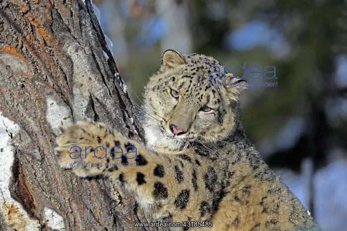 : Snow leopard, (Uncia uncia), adult, captive, in : Snow leopard, (Uncia uncia), adult, captive, in