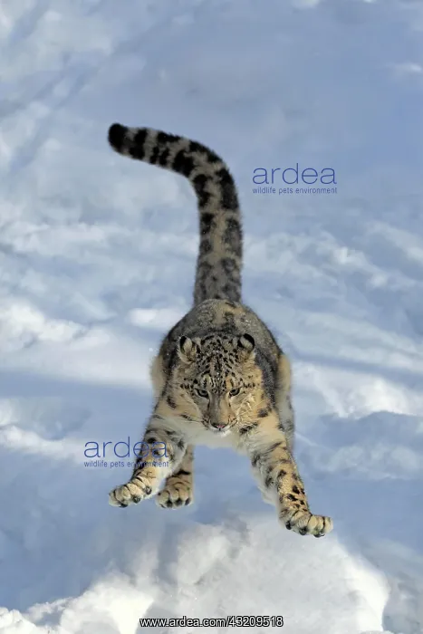  : Snow leopard, (Uncia uncia), adult, captive, in