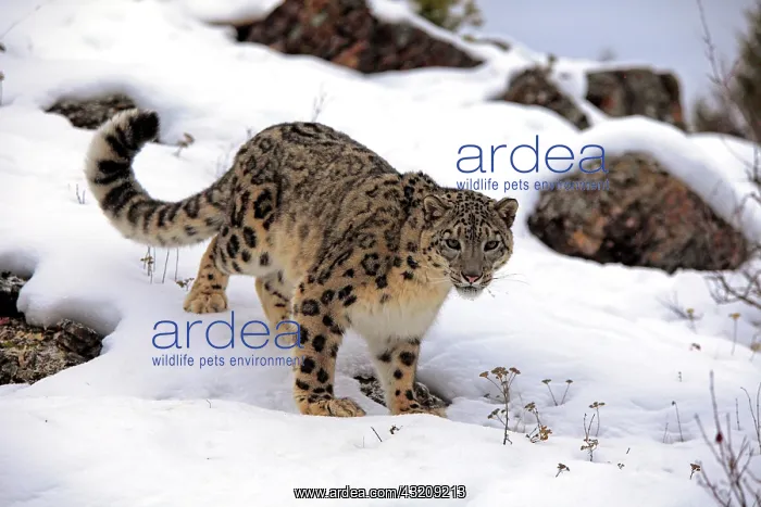 : Snow leopard (uncia uncia), adult, foraging, snow : Snow leopard (uncia uncia), adult, foraging, snow