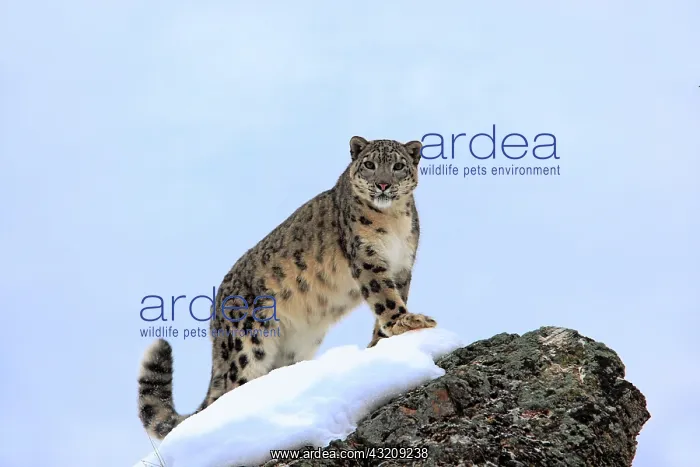 : Snow leopard (Uncia uncia), adult, foraging, snow : Snow leopard (Uncia uncia), adult, foraging, snow
