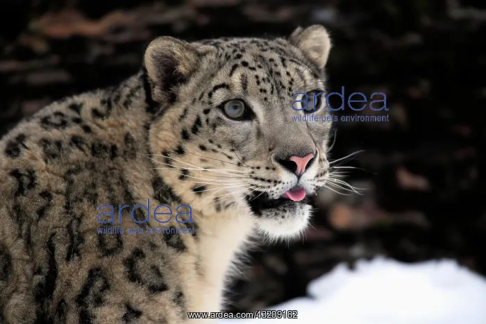 : Snow leopard (Uncia uncia), adult, portrait, snow : Snow leopard (Uncia uncia), adult, portrait, snow