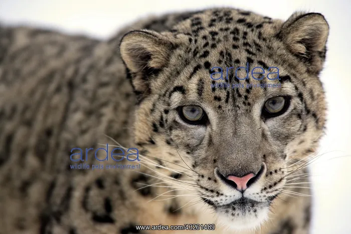 : Snow leopard (Uncia uncia), adult, portrait, snow : Snow leopard (Uncia uncia), adult, portrait, snow