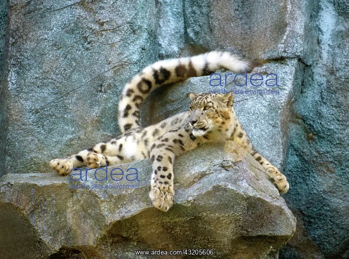 : Snow leopard (Uncia uncia), adult, on rocks, alert : Snow leopard (Uncia uncia), adult, on rocks, alert
