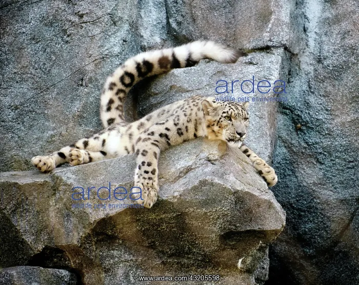 : Snow leopard (Uncia uncia), adult, on rocks, relaxed : Snow leopard (Uncia uncia), adult, on rocks, relaxed