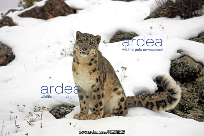 : Snow leopard (uncia uncia), adult, sitting, snow : Snow leopard (uncia uncia), adult, sitting, snow
