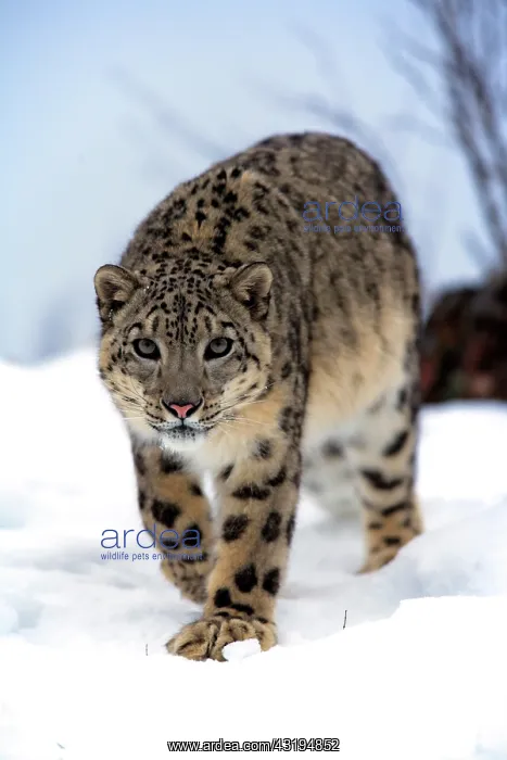: Snow leopard (Uncia uncia), adult, snow, captive : Snow leopard (Uncia uncia), adult, snow, captive