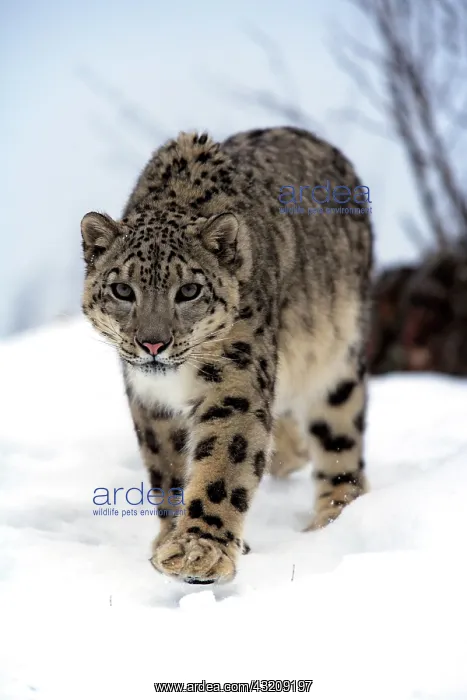 : Snow leopard (Uncia uncia), adult, walking, snow : Snow leopard (Uncia uncia), adult, walking, snow