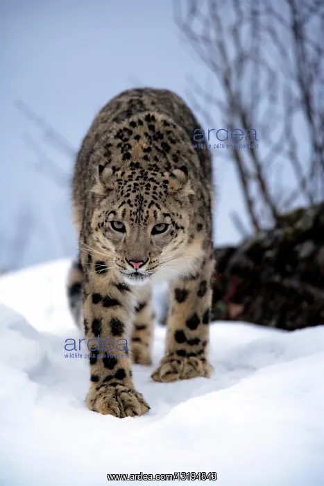 : Snow Leopard, Uncia uncia, Asia, adult, walking : Snow Leopard, Uncia uncia, Asia, adult, walking