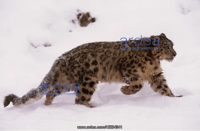 : Snow LEOPARD - walking in snow : Snow LEOPARD - walking in snow